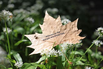 Welcome to MWT Hairpin Woodland Park leaf