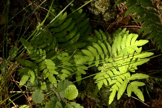Fronds of royal fern in dappled shade