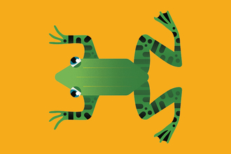 Green frog on yellow back ground
