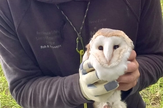 Adult female Barn Owl ringed (under DEFA & BTO licence) from an active nestbox. © MWT