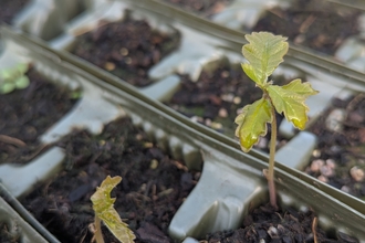 oak sapling coming through soil