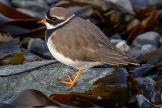 Ringed Plover