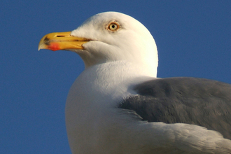 Herring Gull