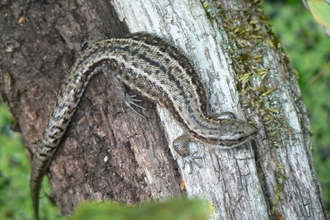Common Lizard