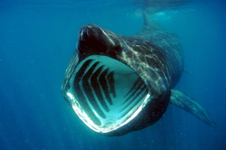 Basking Shark