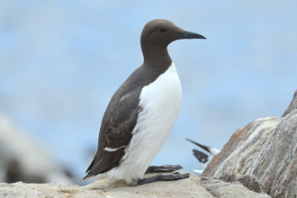 Guillemot