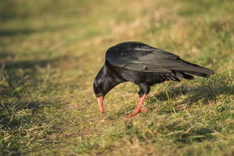 Chough