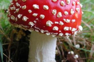 Fly agaric
