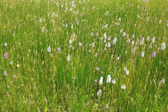 Ballamooar Meadow