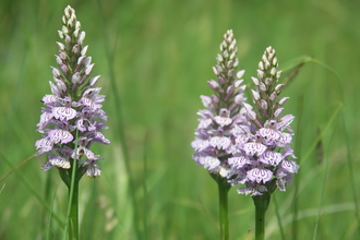 Common spotted orchids © Andree Dubbeldam