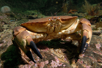 Edible Crab