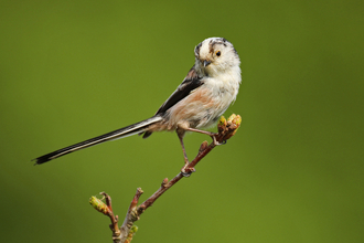 Long tailed tit 