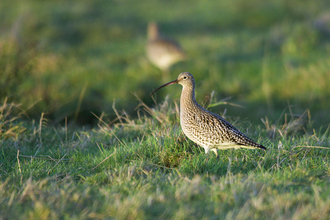 Curlew