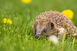 European Hedgehog 