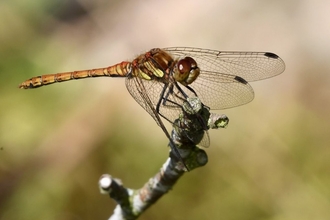 Dragonfl