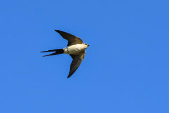 Red-rumped Swallow over Calf of Man