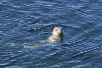 Seal Isle of Man