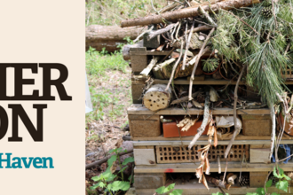 Event banner for Create a Wildlife Haven (Watch Event) with image showing a large bug hotel