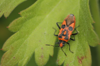 A cinnamon bug, red with black markings, resting on a leaf