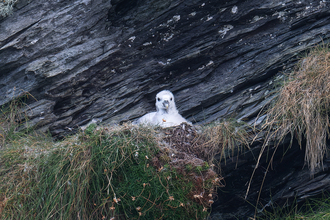 A Fulmar chick in the nest.