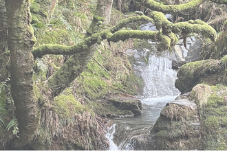 Website header Rainforest 