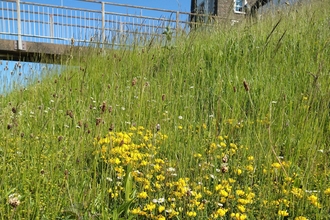manx radio flowers