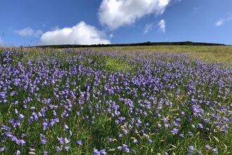 Harebells at Creg y Cowin