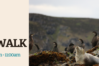 Banner for the winter wildlife spotter walk showing seals and cormorants.