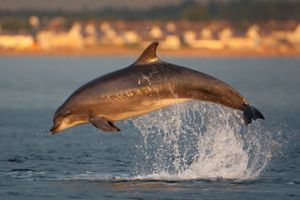 Bottlenose Dolphin