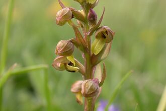 Close-up of a frog orchid with small greenish-yellow flowers tinged with reddish-brown, arranged along a slender stem
