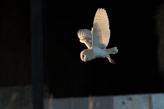 Barn Owl Sunset credit Donald Sutherland