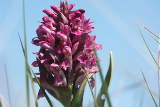 Early Marsh Orchid 