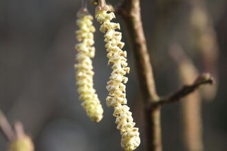 Hazel Catkins.