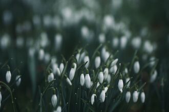 Snowdrops sprouting out of the ground.