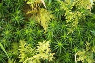 Tamarisk and wood hair moss.JPG (