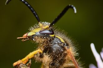 A macro photo of a wasp covered in pollen