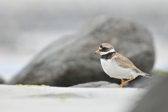 Ringed Plover 