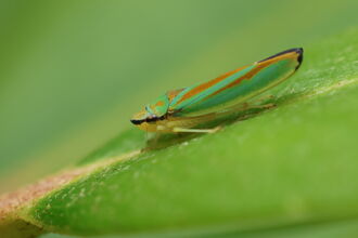 A rhododendron leafhopper resting on a rhododendron leaf. It's a thin green bug with orange-red markings