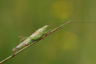 Long-winged Conehead (Conocephalus discolor)