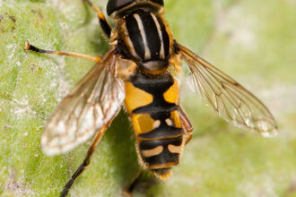 A footballer hoverfly resting on a leaf. It has black and yellow stripes on its thorax, like a football shirt