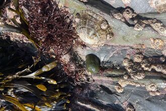 Port Erin Rock Pooling