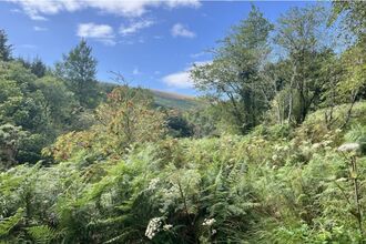 Rainforest under construction 