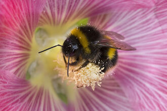 White-tailed bumblebee
