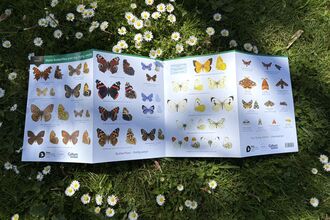 FSC Isle of Man Butterfly and day flying moths ID guide full fold-out