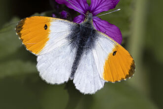 Orange tip Butterfly ©jonhawkins