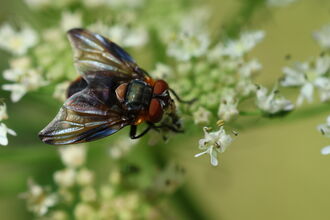Phasia hemiptera on an umbellifer flower. It's a colourful orange and purplish-black fly with broad, irridescent wings
