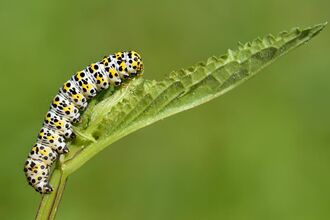 Mullein Moth larvae