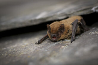 Common pipistrelle (c) Tom Marshall