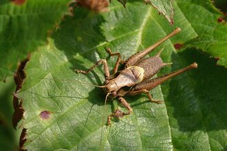 Bush Cricket sitting on a green leaf