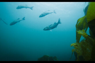 Fish and sea weed